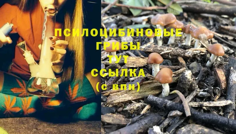 Псилоцибиновые грибы Cubensis  Ливны 